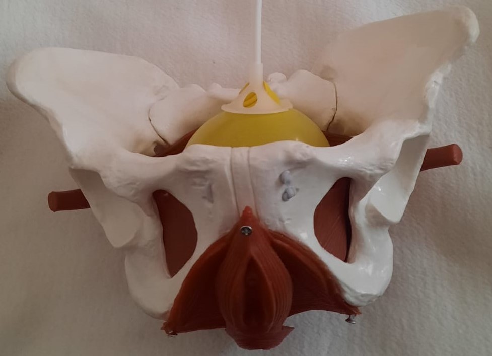 Modell eines Beckenskelets von einer Frau mit Luftballon-Blase