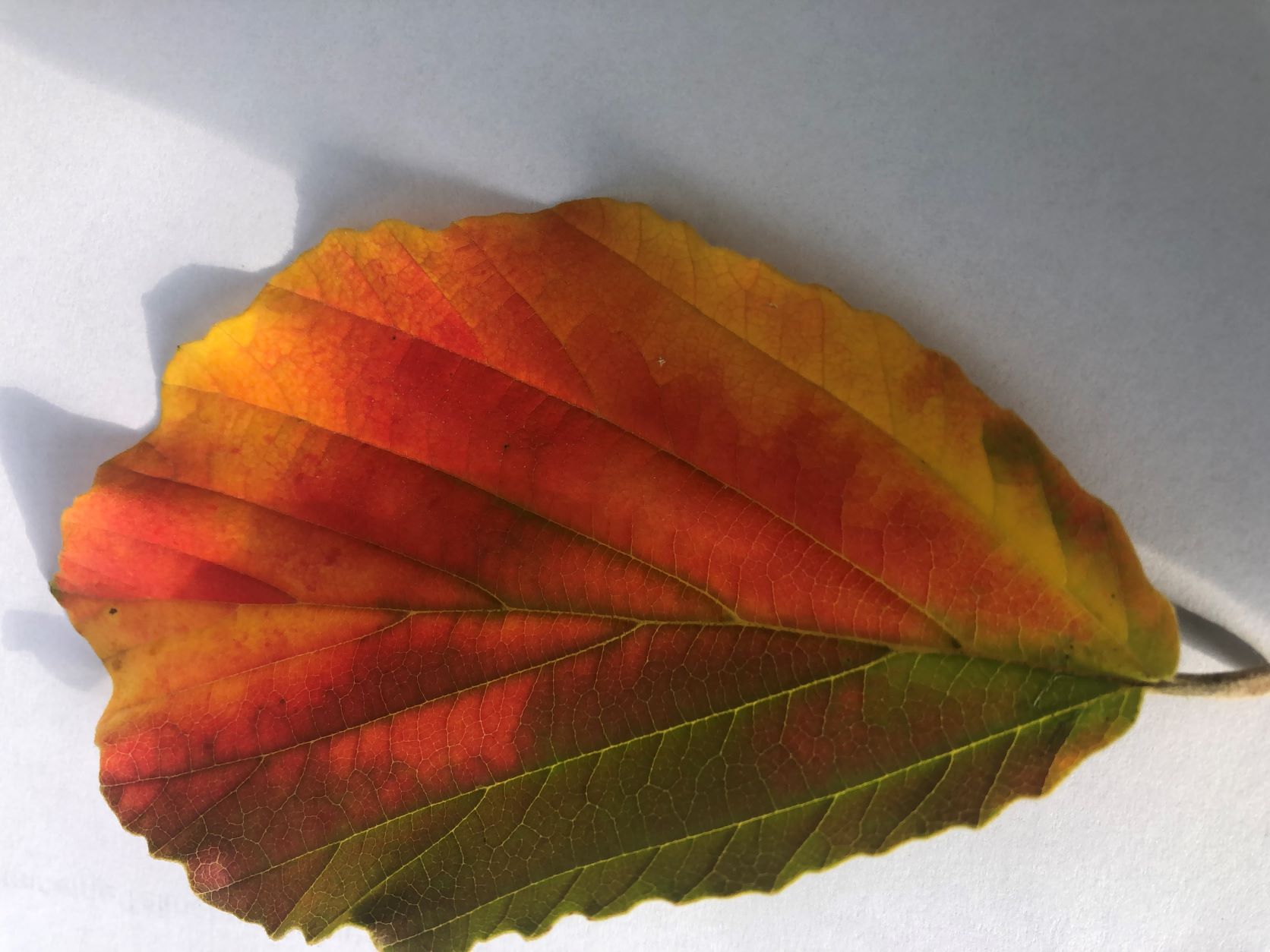 Zaubernuss Herbstblatt verfärbt sich rot und grün